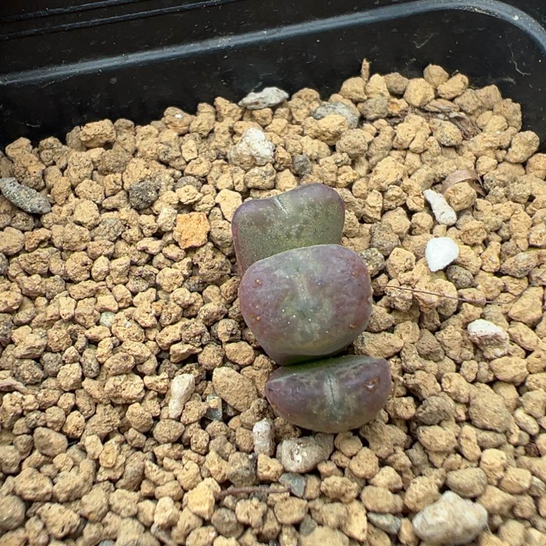 22-78肉锥多肉植物