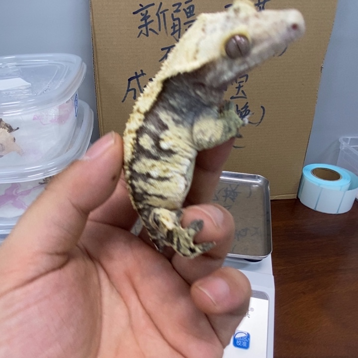 睫角守宫12.4十二