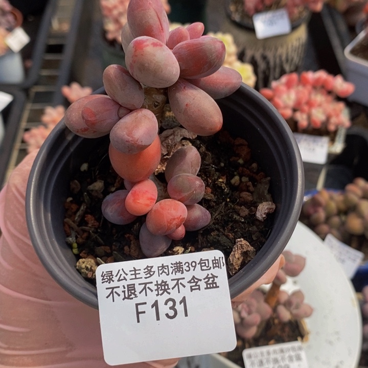 糖果美人老桩131多肉植物