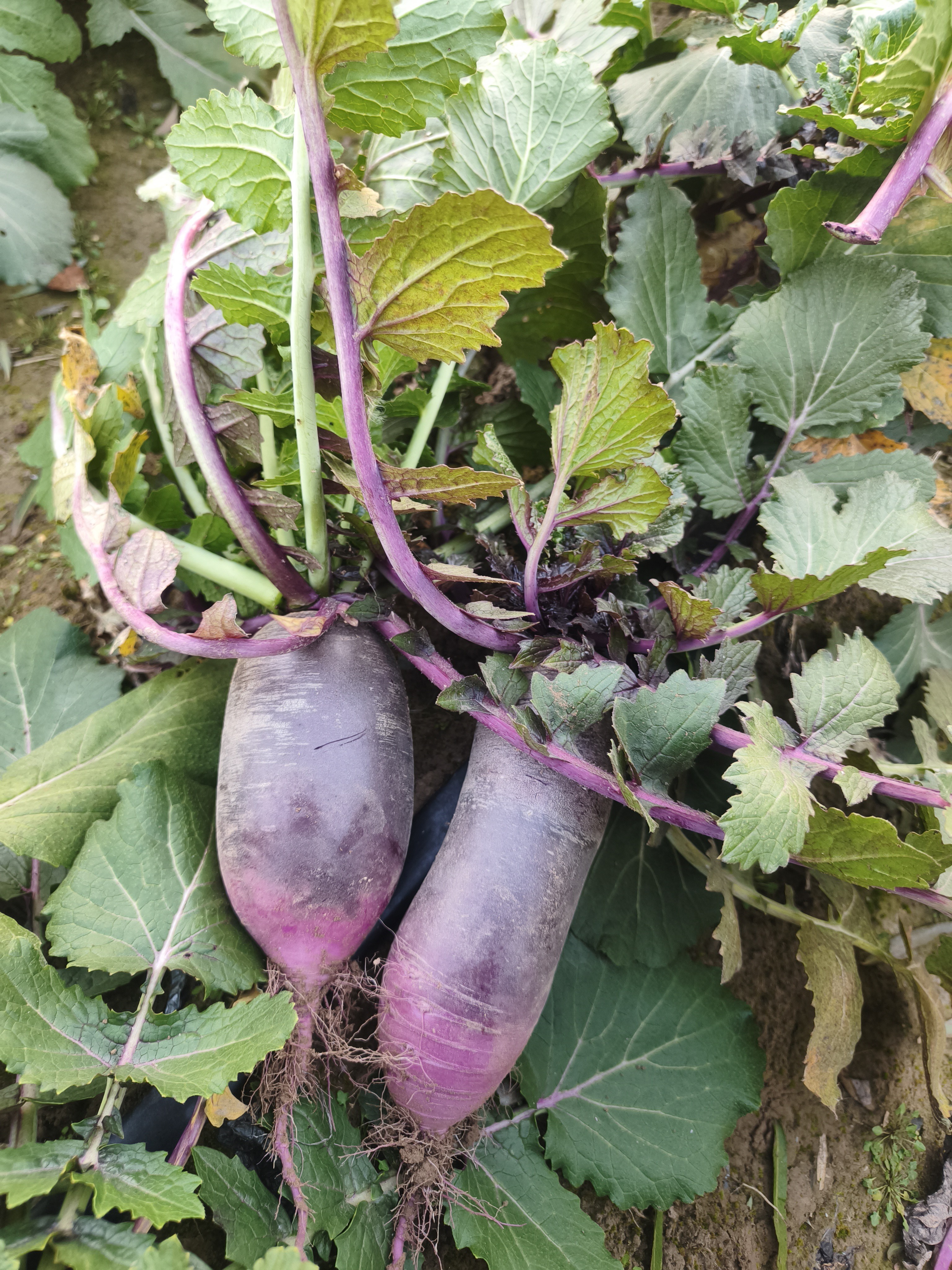 山东潍坊冰淇淋水果萝卜冰糖心甜脆多汁生吃清甜现拔水果型