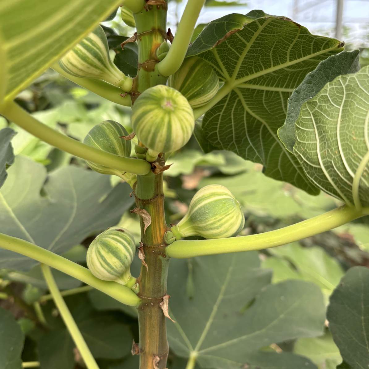 彩虹无花果树苗盆栽庭院种植耐寒南方北方均可种植