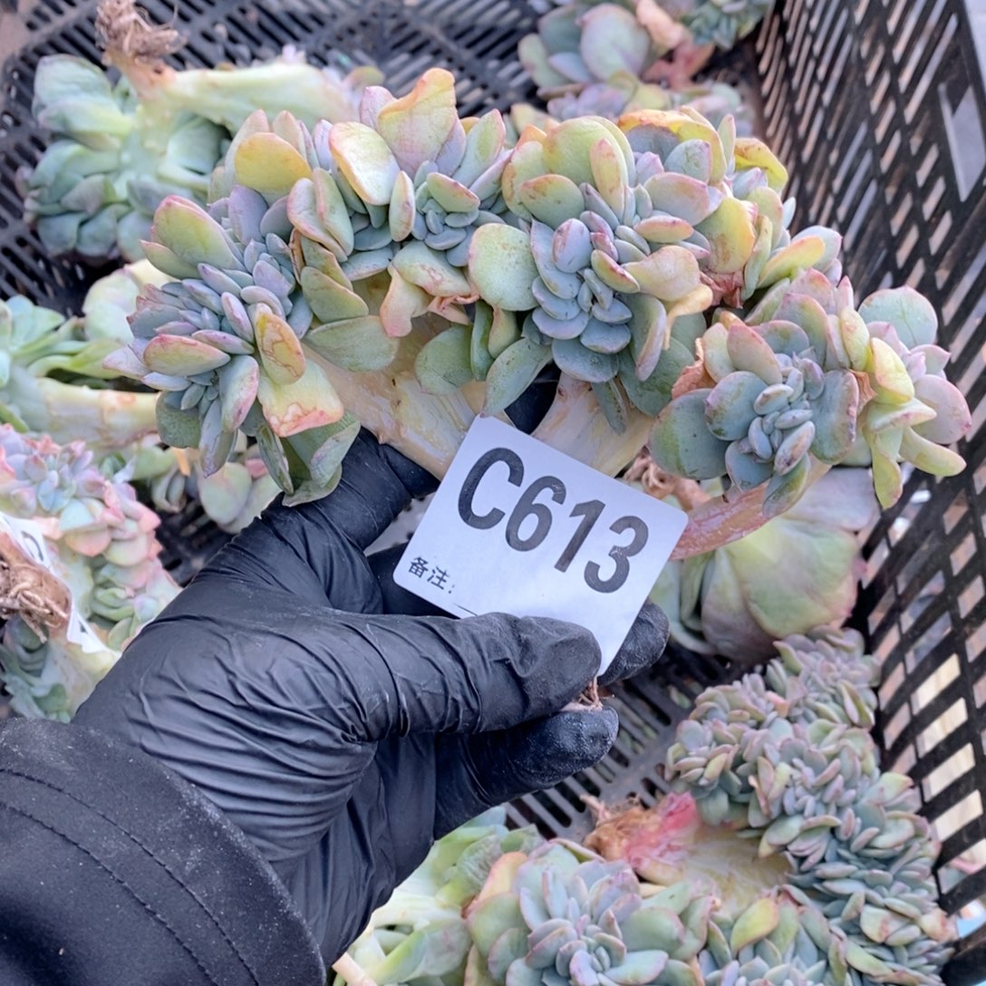 613白凤缀哇哇哇哇