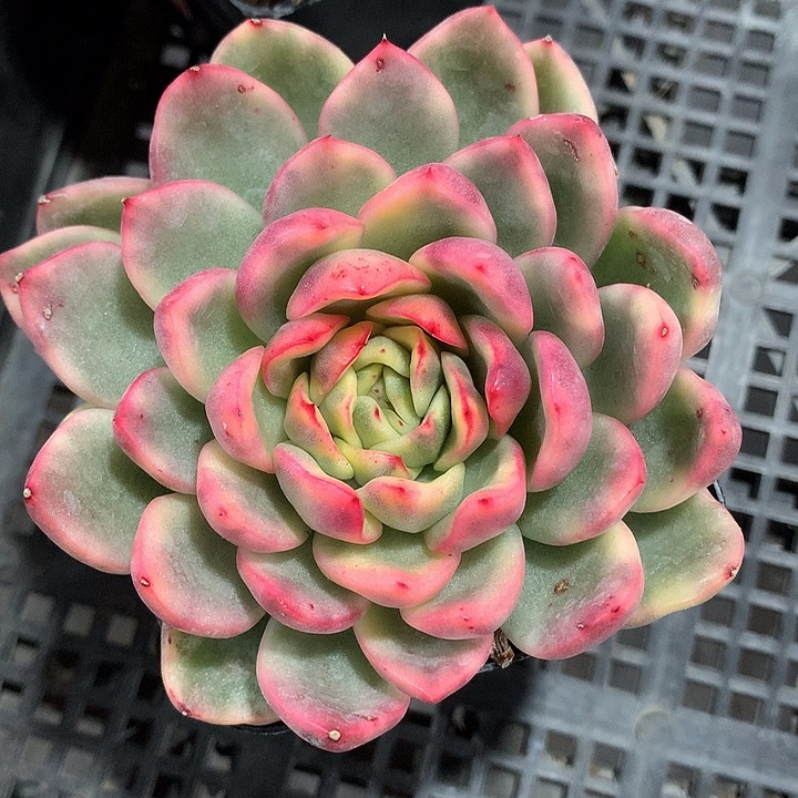 玫瑰东云锦腹轮锦锦锦