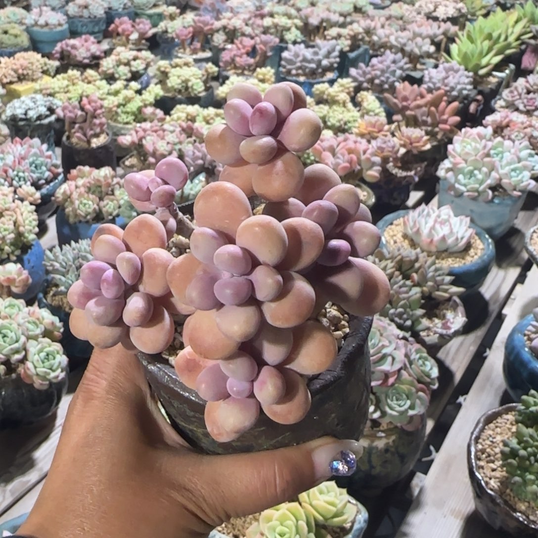 老桩桃蛋一物一拍
