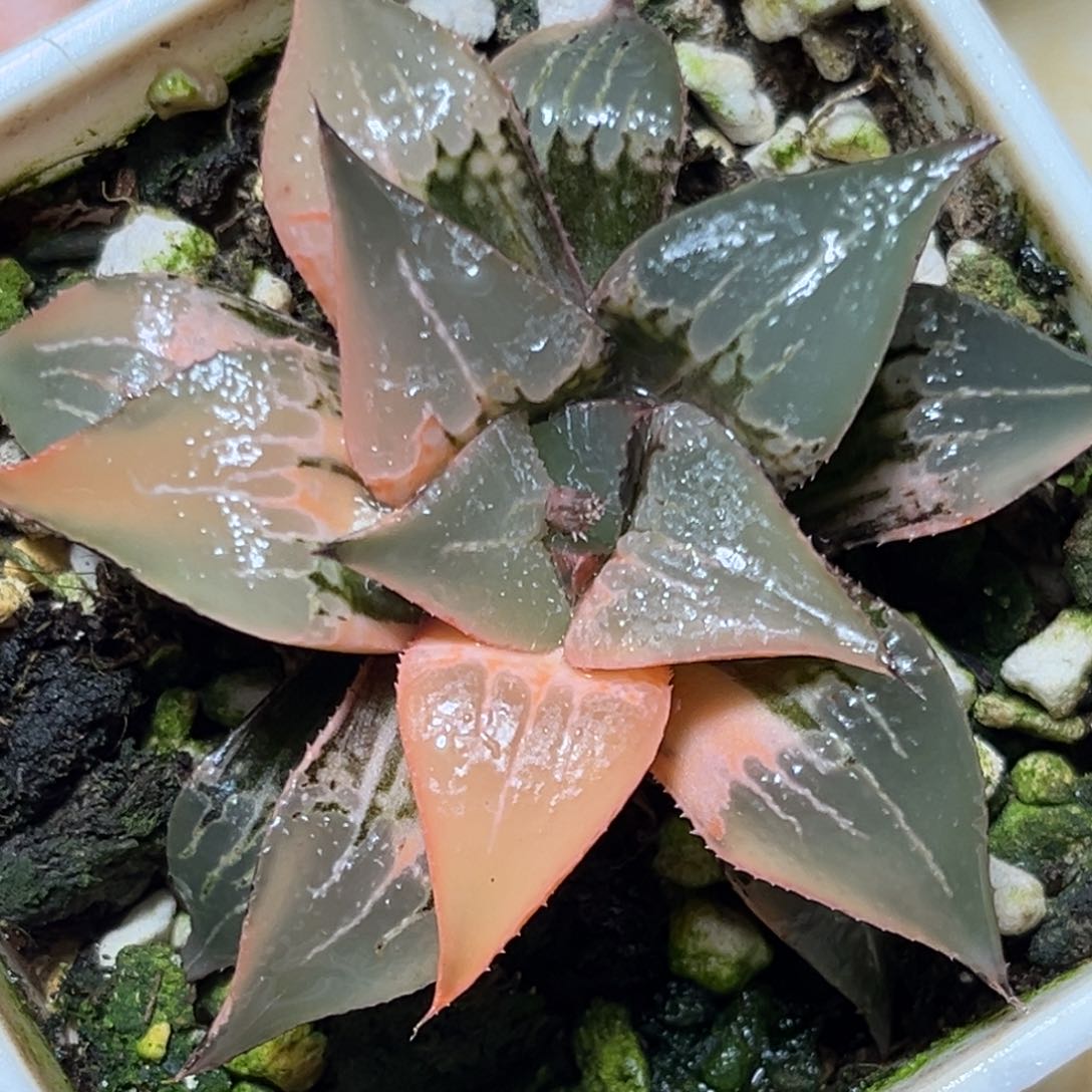 恭喜发财大吉大利0031