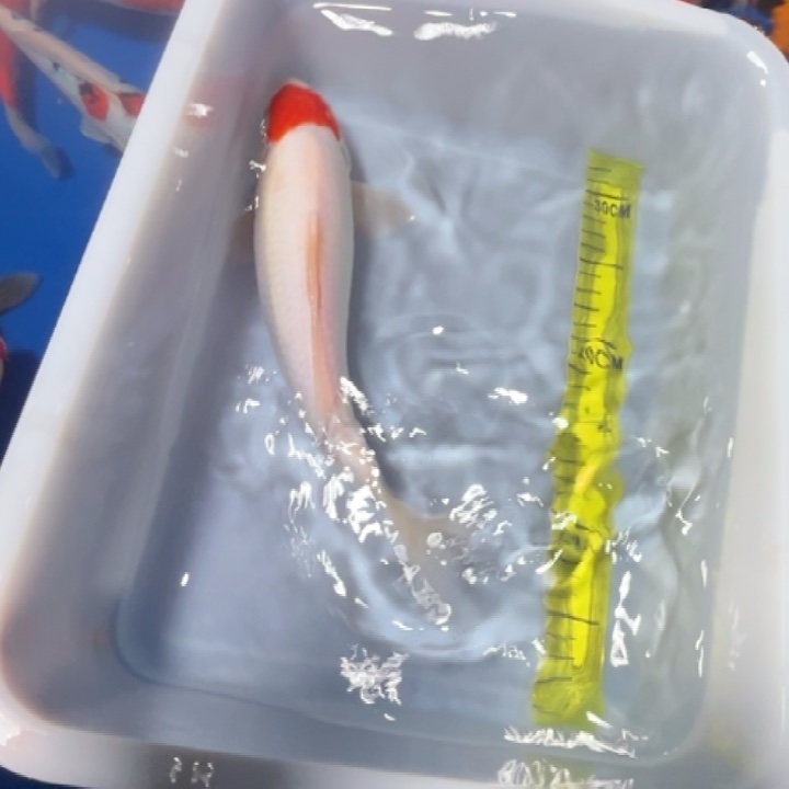 锦鲤锦鲤红白三色