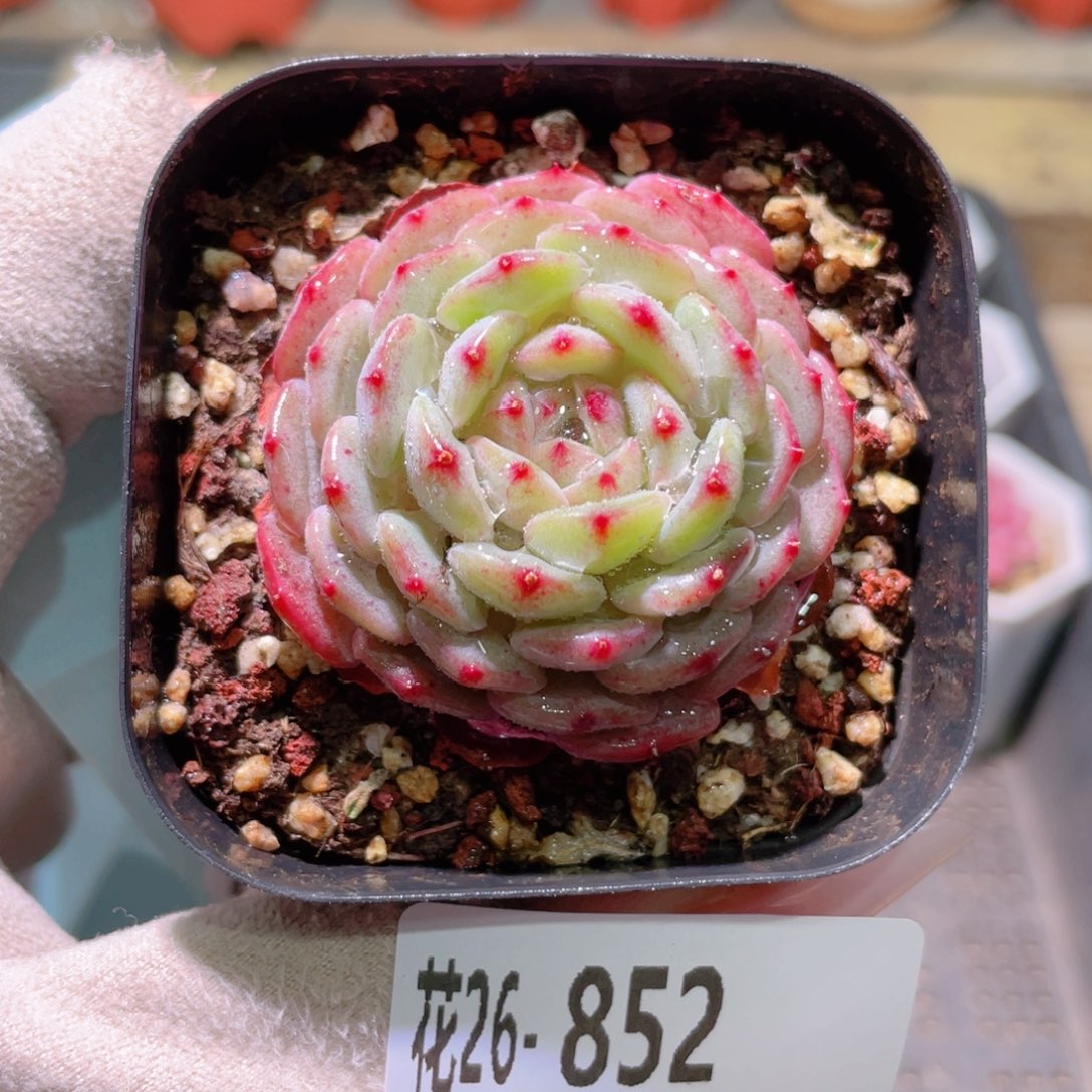 花利美26-852哈尼