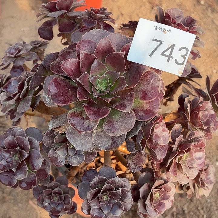 743号一物一拍1颗