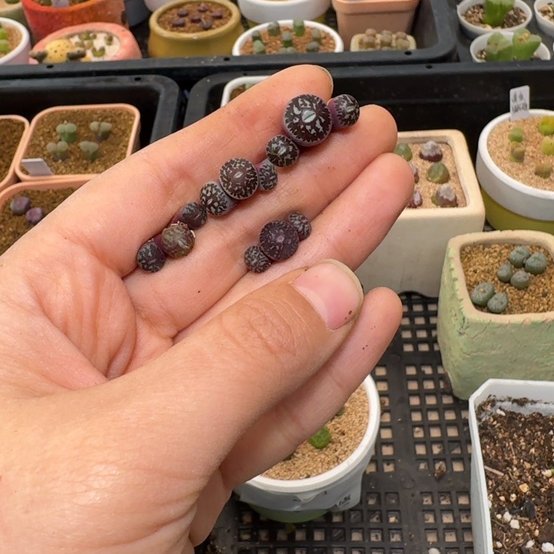 一***飞4-85ppppppppppppp