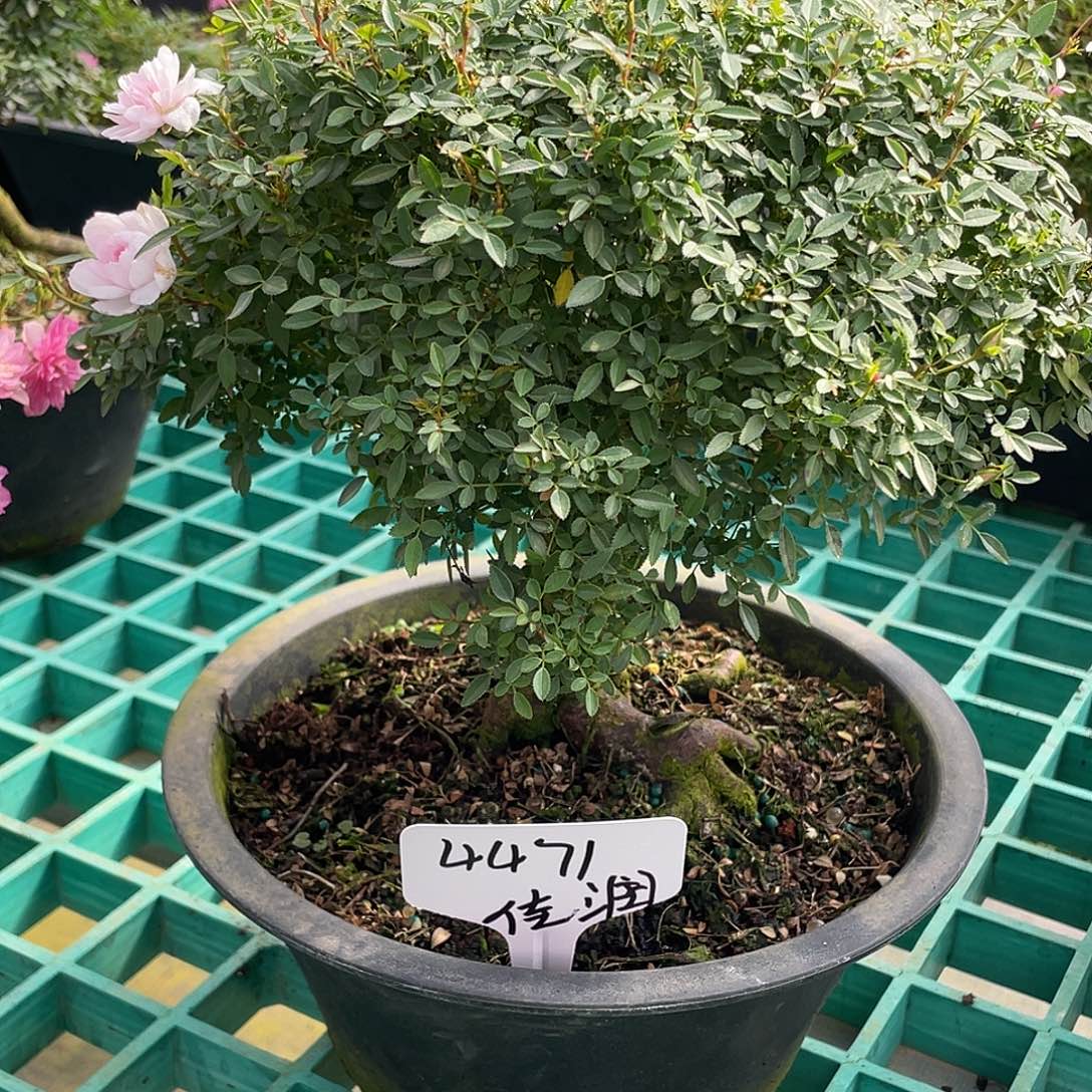 佳***润完全开放提根姬乙女