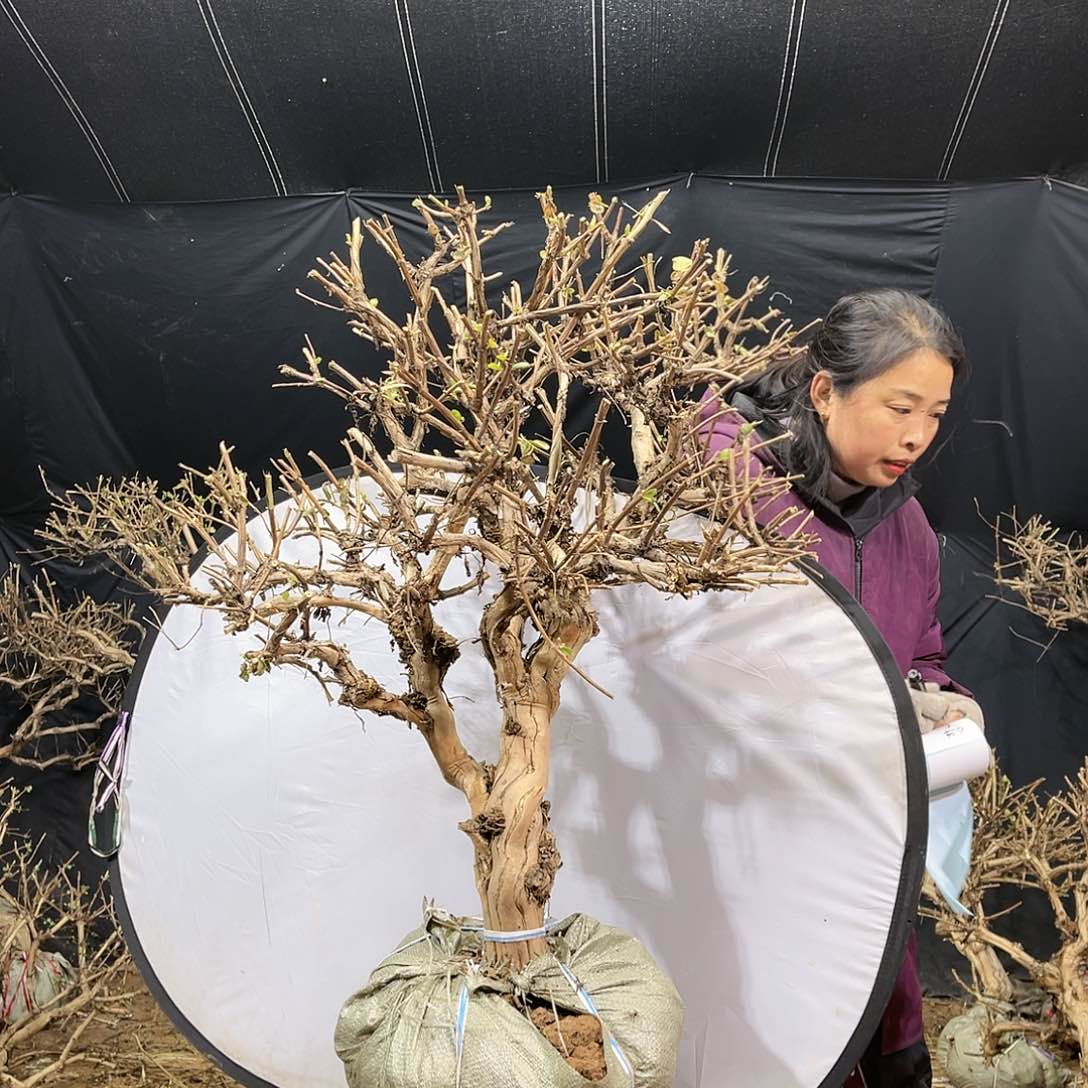金银花的故事是一个人的