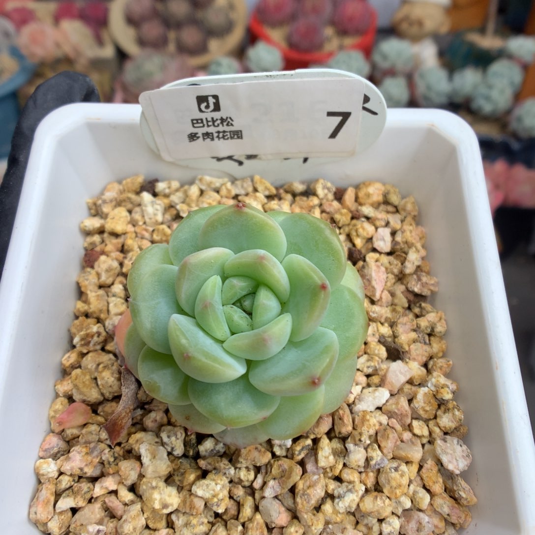 7 翡翠冰魄多肉多肉