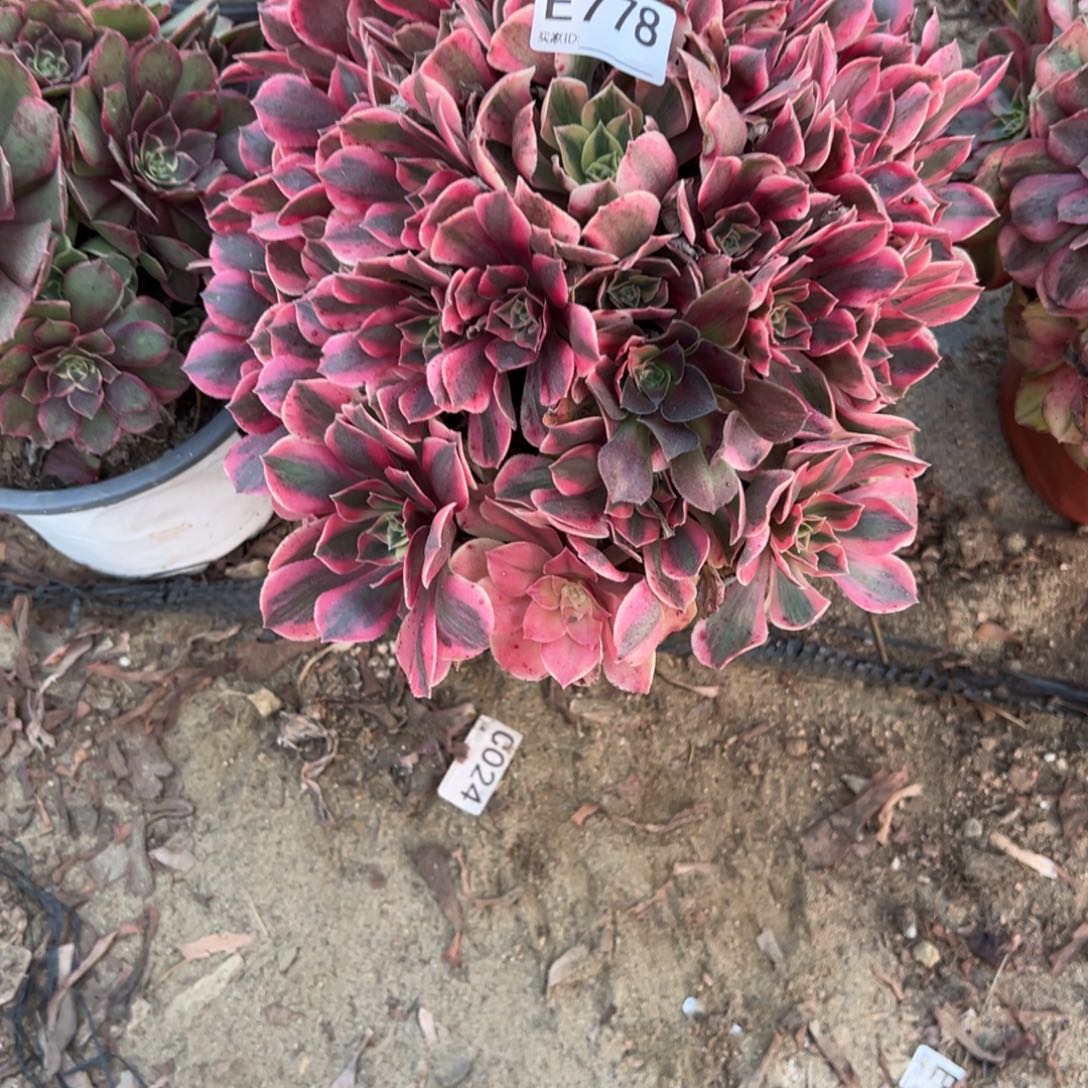 778女妖多肉植物法师多肉