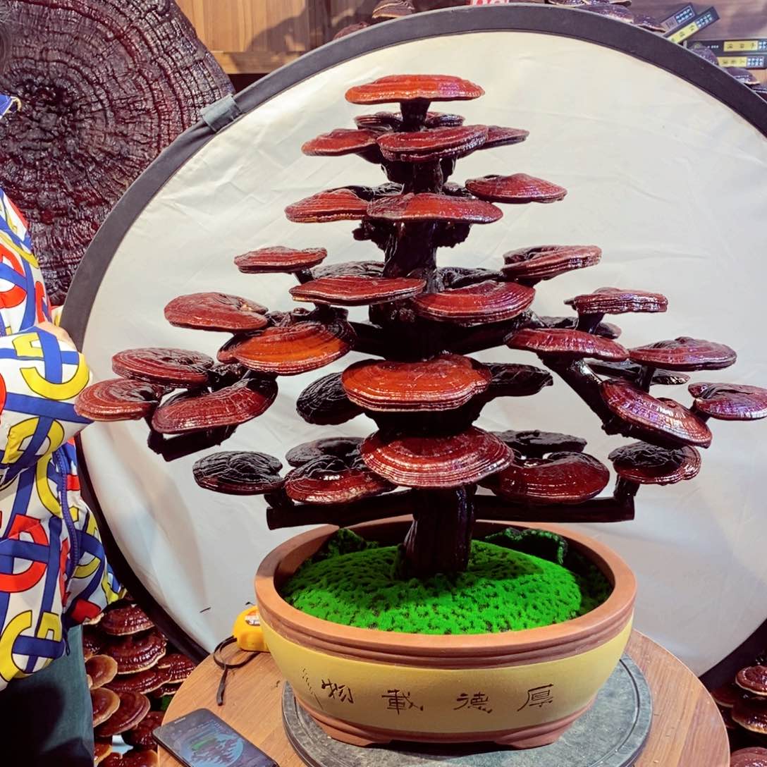 赵*发财树发财树发财树