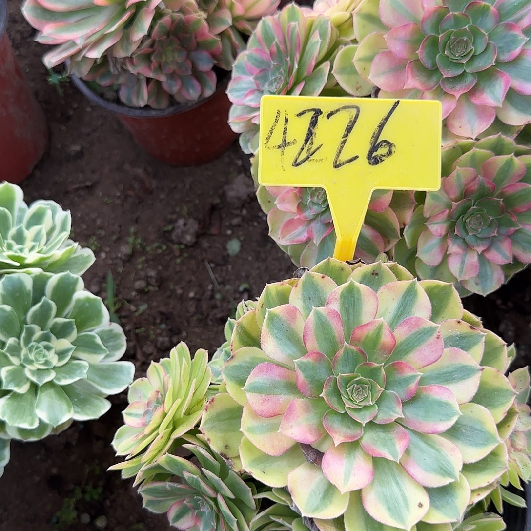 4226雨荷多头多肉