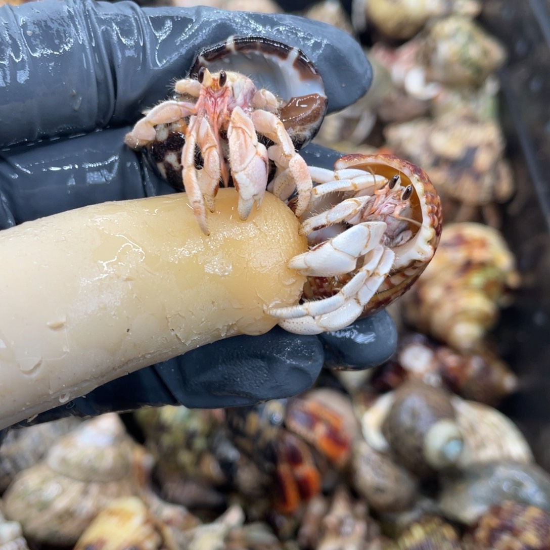 不退不换活体宠物60