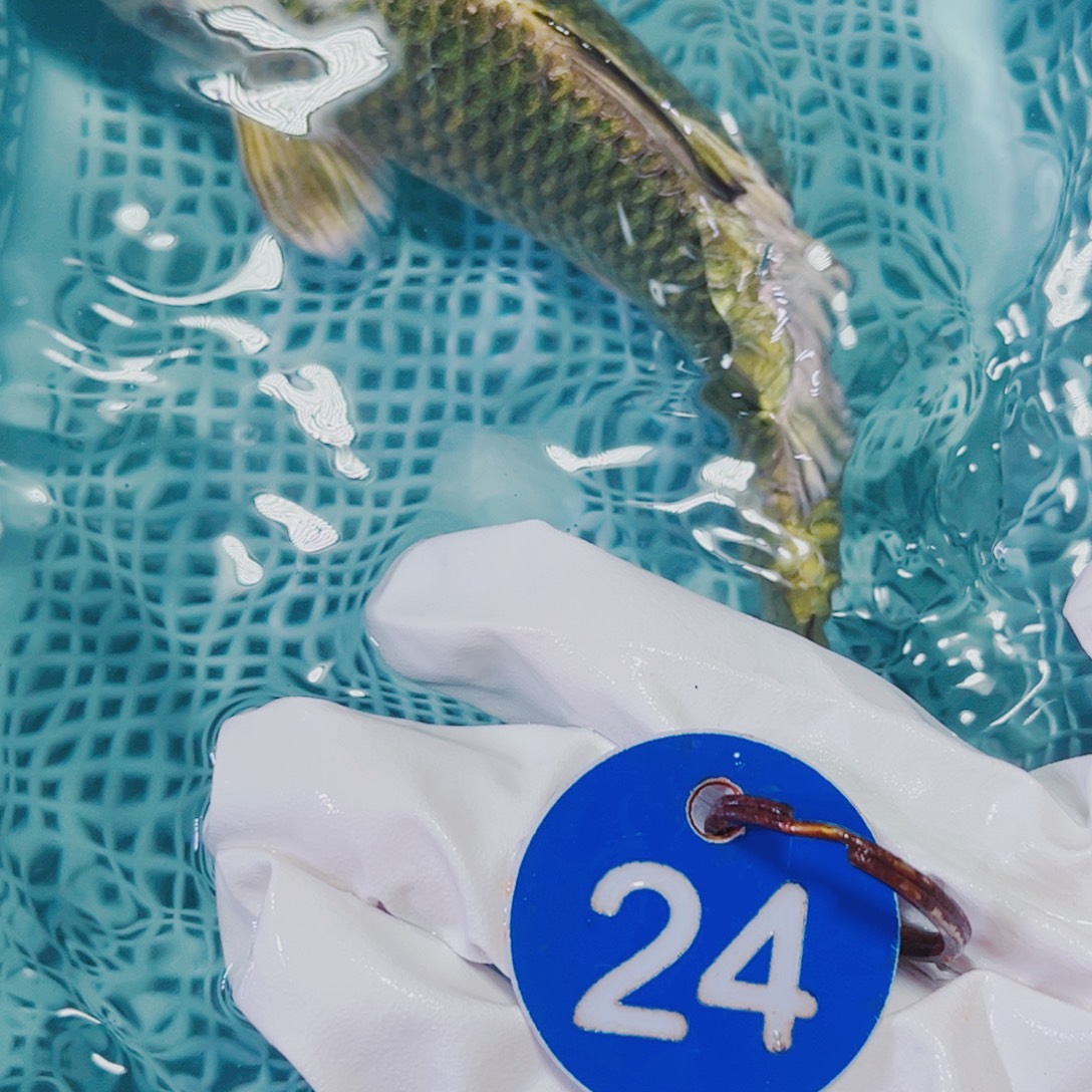 海水鱼锦鲤冷水24