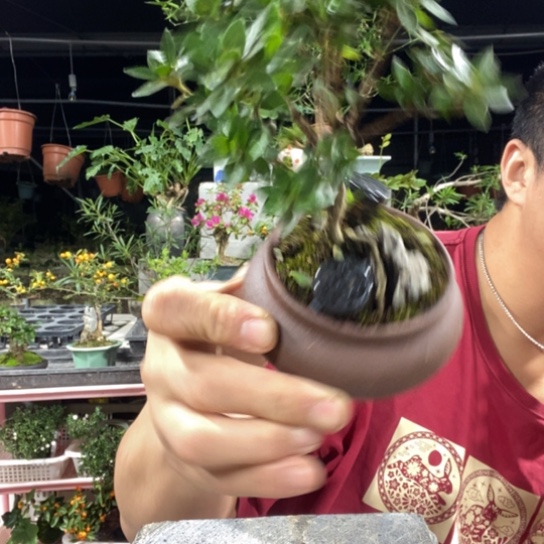 ****s以实际为准盆景盆栽绿植26