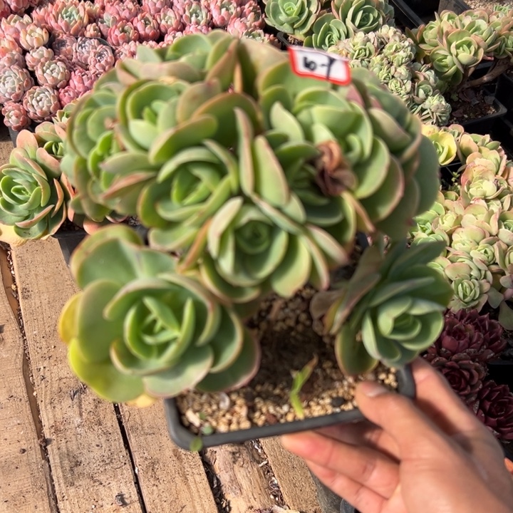 精品多肉植物老桩鸡蛋碧桃缀
