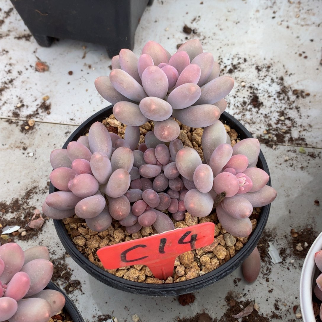 七彩美人72626262636272