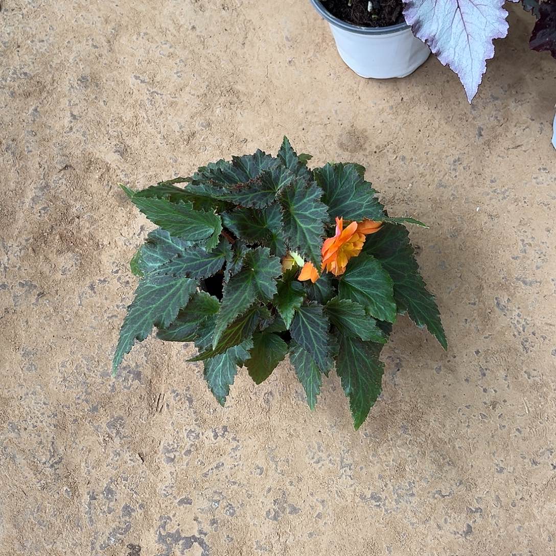 无花朵开花海棠武汉