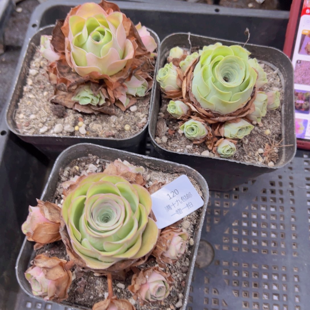 120 侧牙掉了不包损无售后