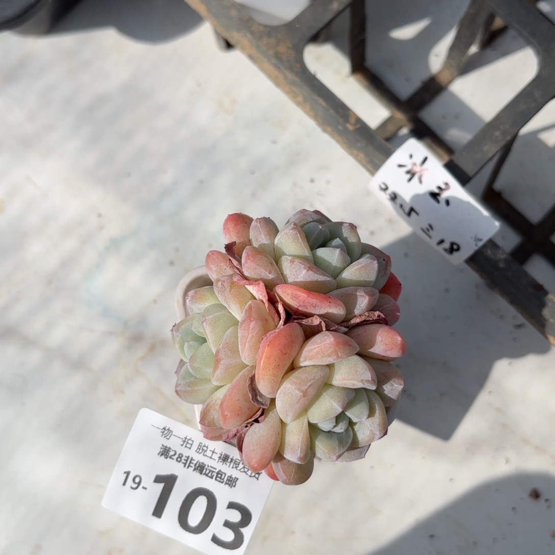 冰玉老桩多肉多肉