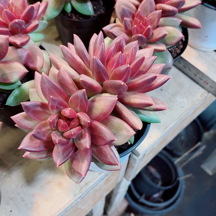 迷雾泡泡体验价精品多肉