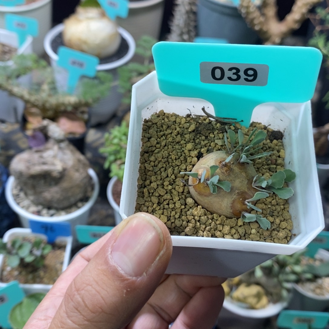 产地格加厚炖菊一个