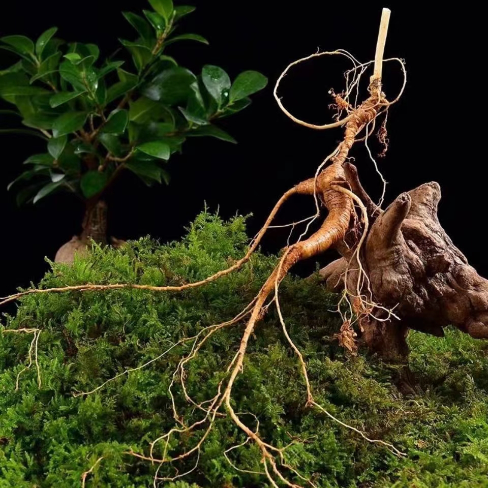 【500斤装】长白山新鲜林下参实物以直播间为准一物一拍