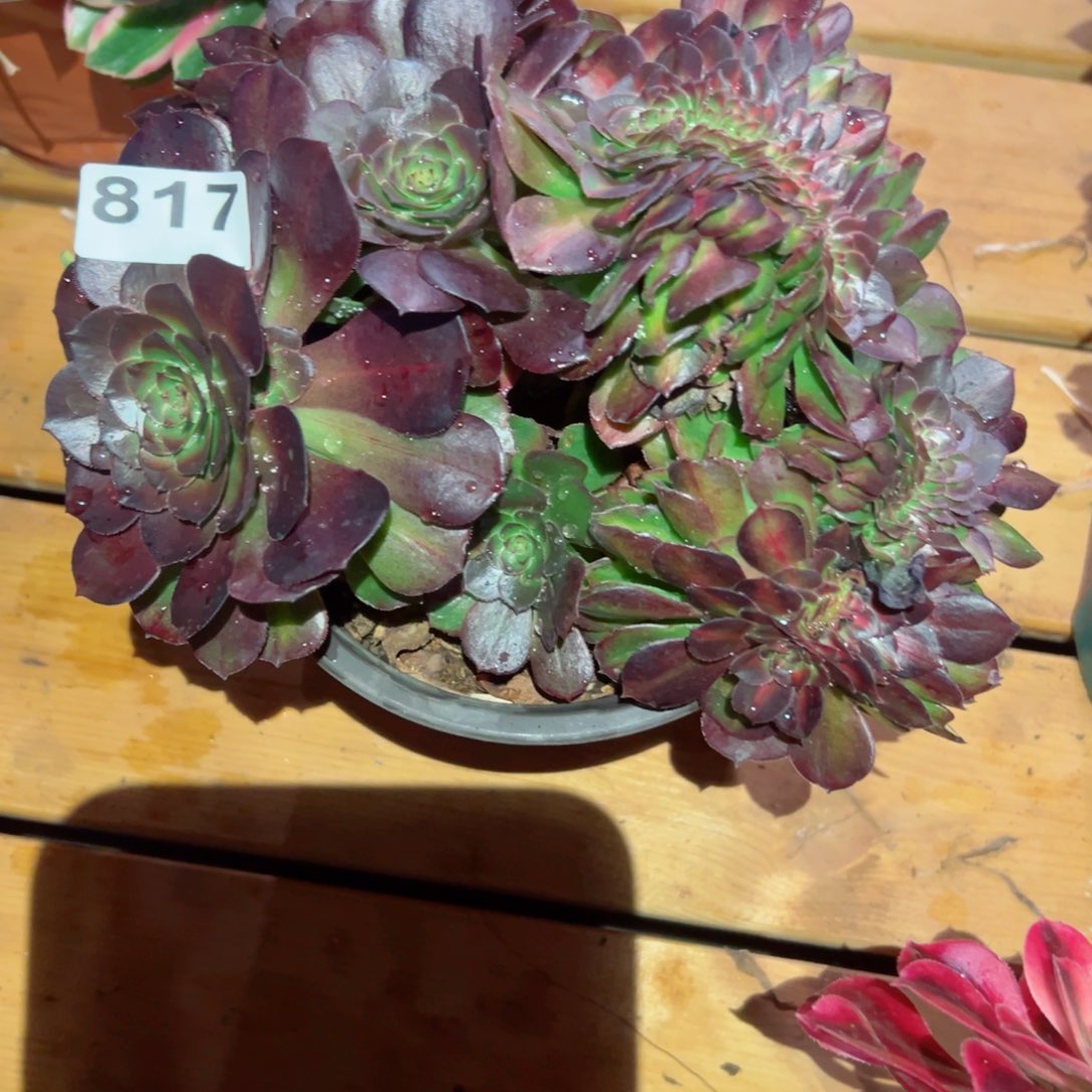 817 号多肉植物法师