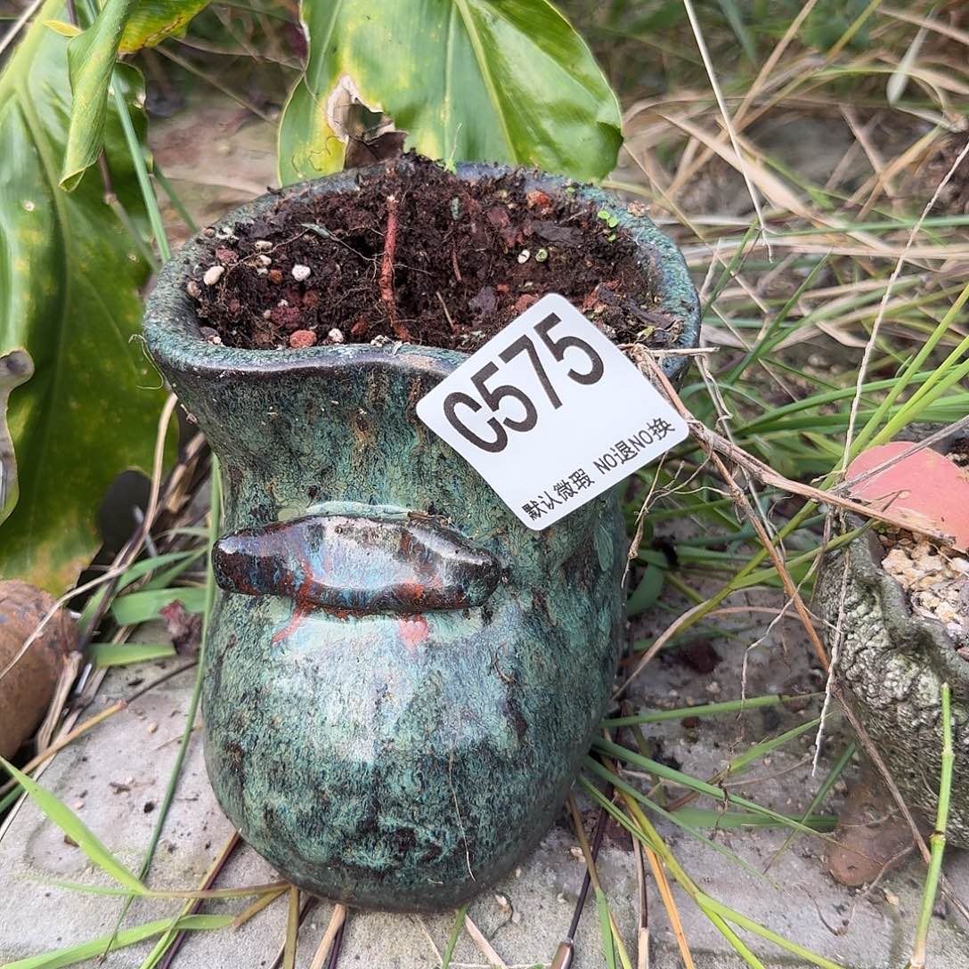 重庆小燕子欢迎大家575