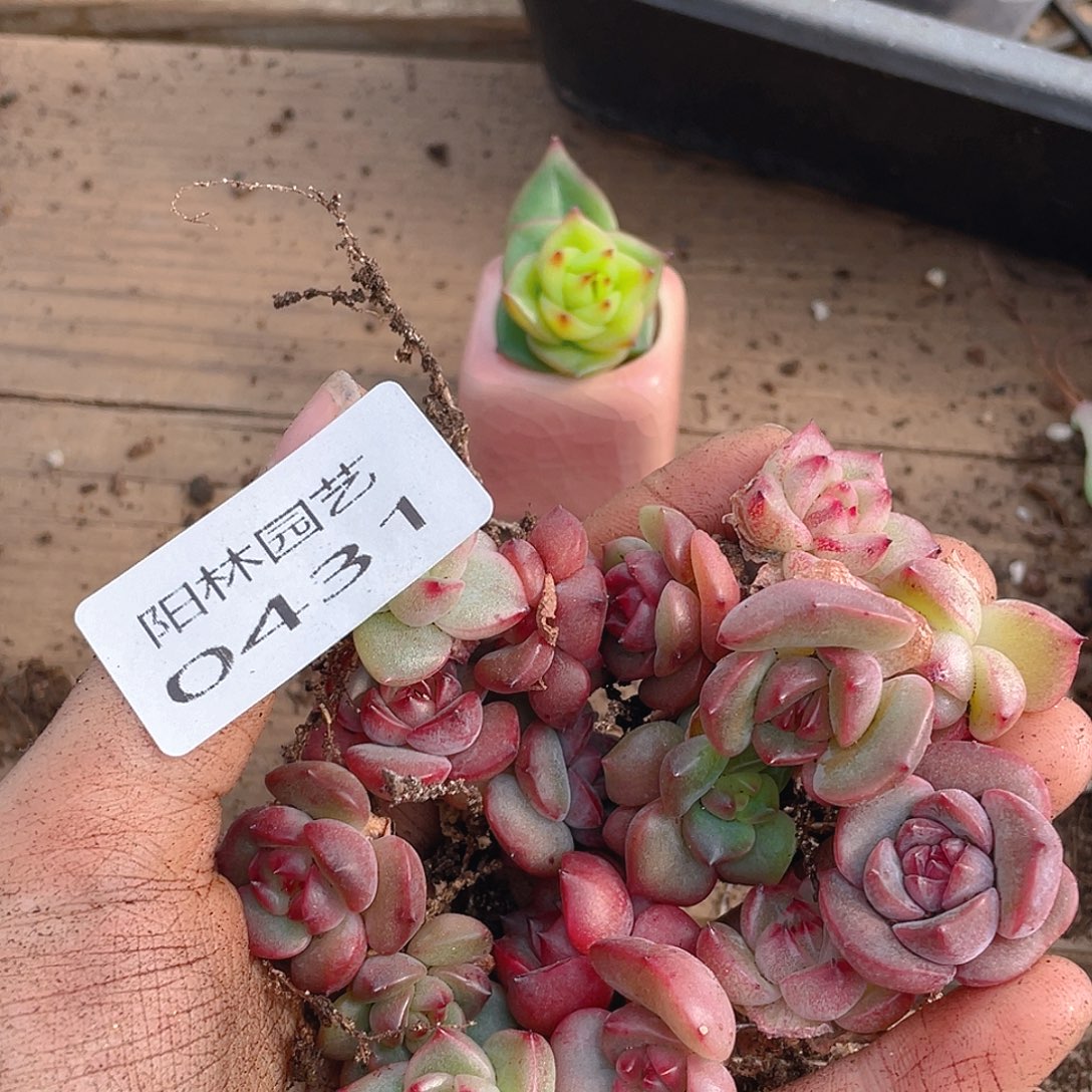 多肉植物多肉植物431