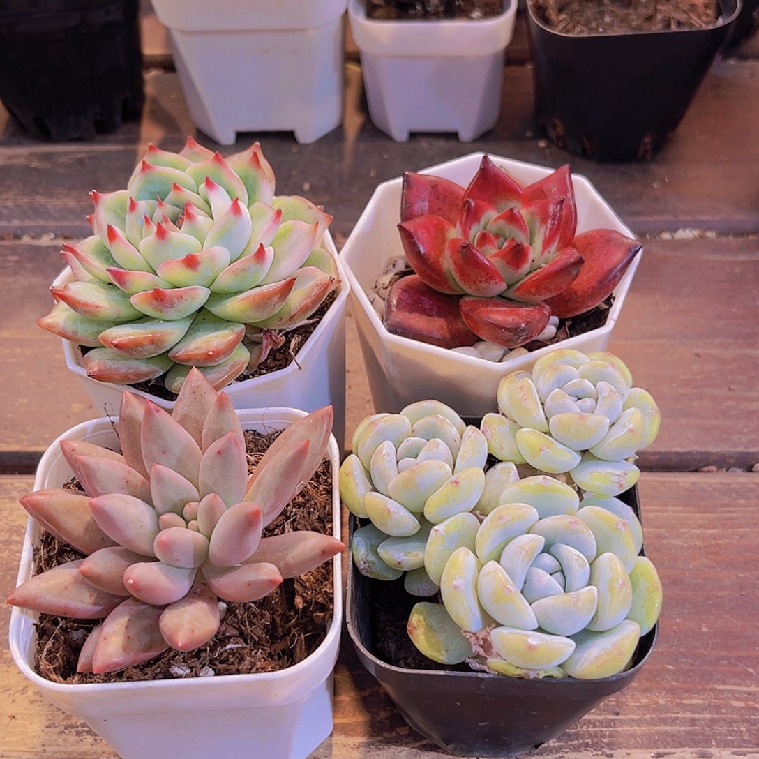 吉娃娃锦➕罗卡➕红蜻蜓➕冰玉多头