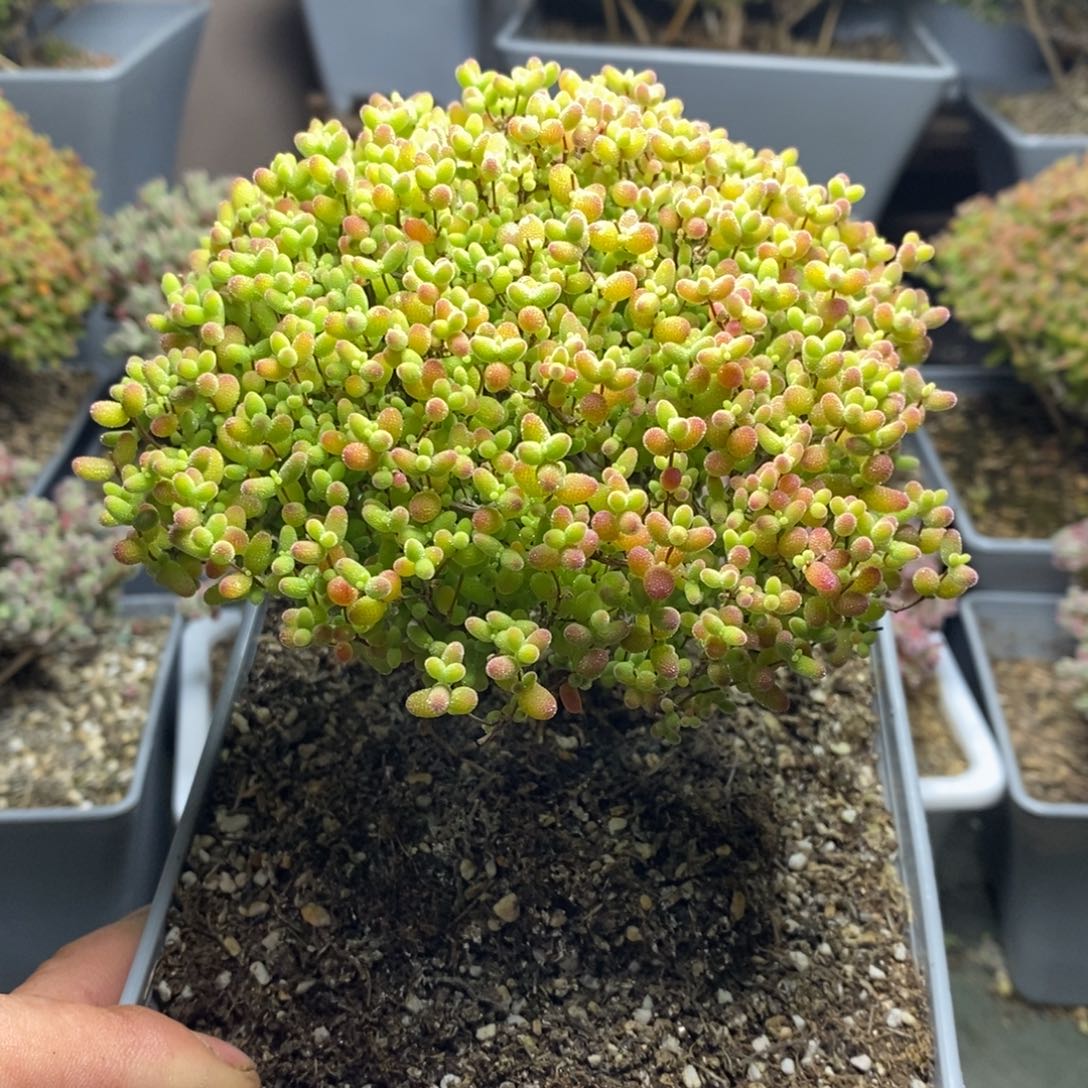 擦****王1106蜜橘糖球枝干