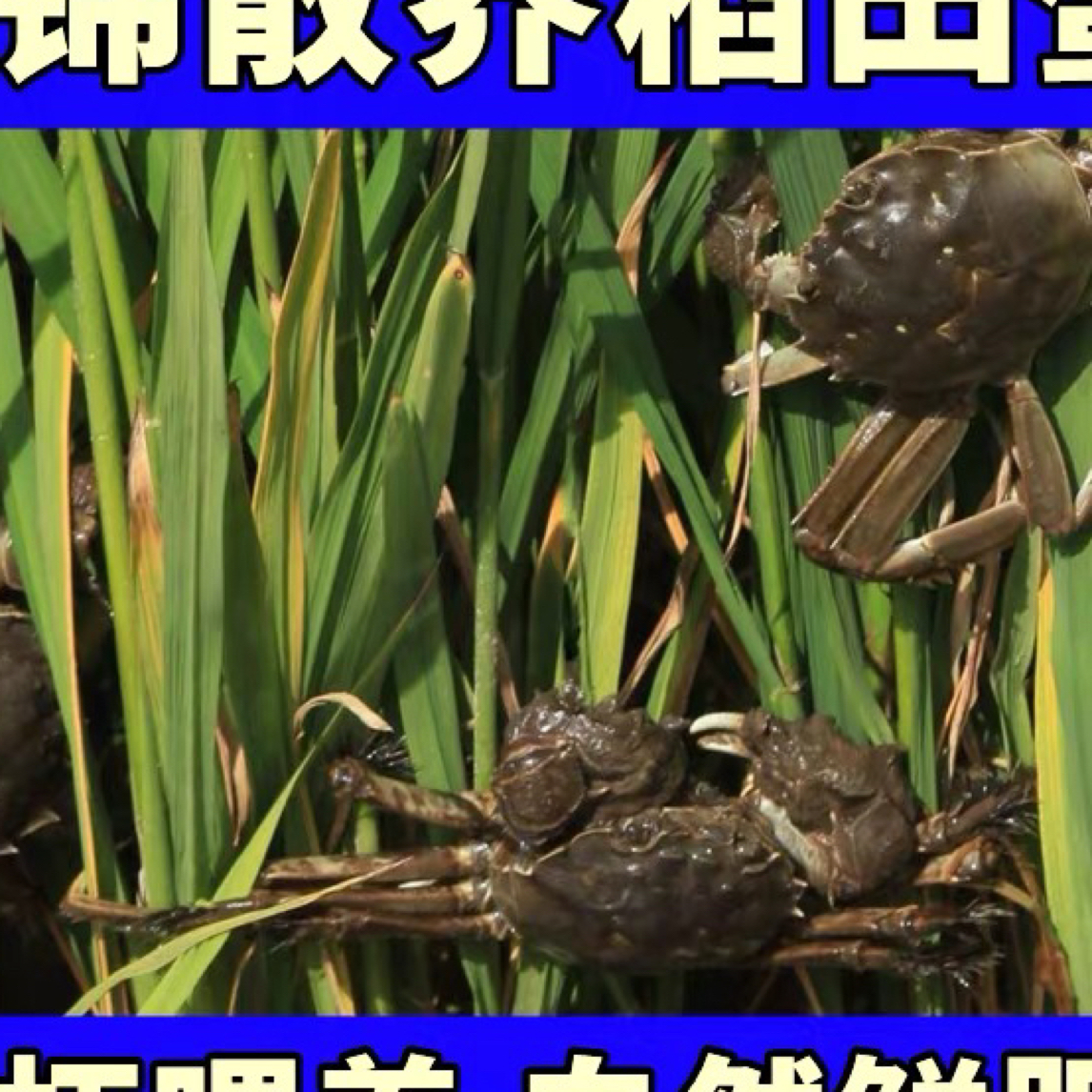 （活蟹）盘锦河蟹母蟹（0.9到1.2两）两斤20只