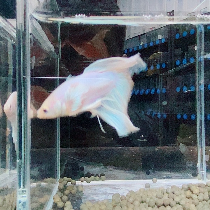 c***）斗鱼黑213号巨斗那样