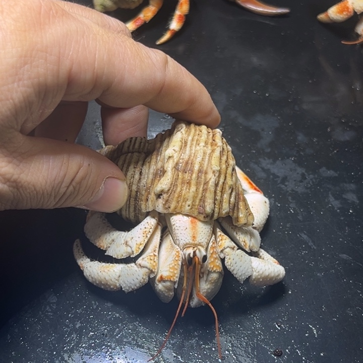 闪5号毛球3.1口径