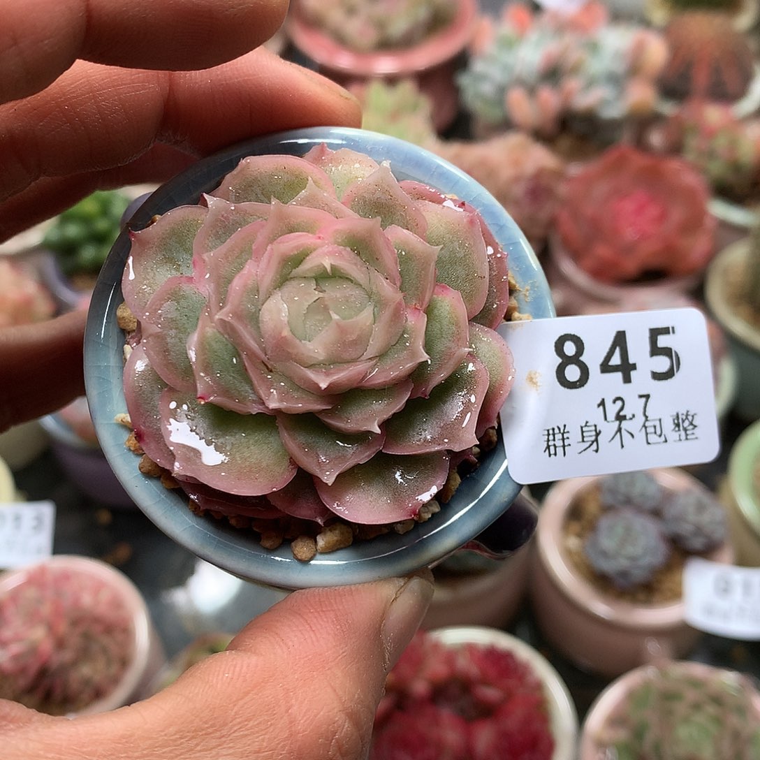 精控拇指盆12.7845