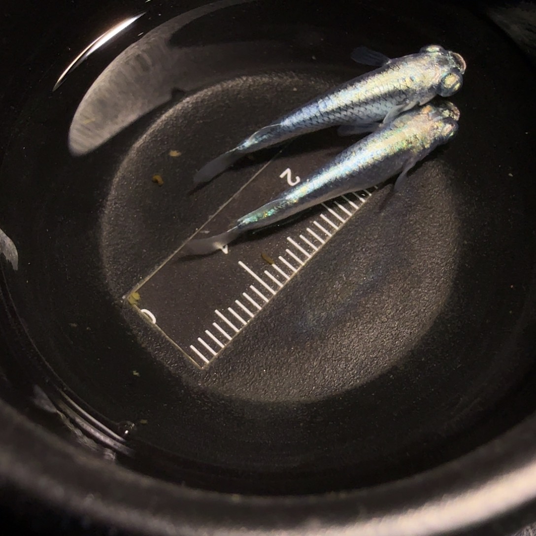 青鳉鱼一物一拍159