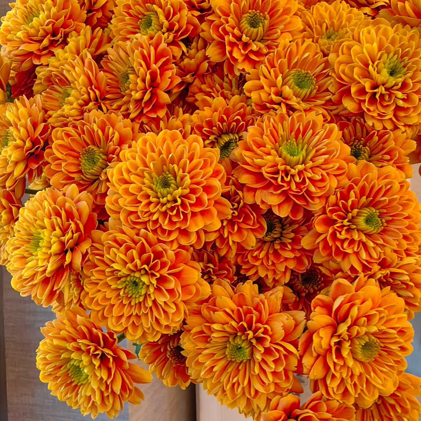 【稀有小菊—乔尼】一单顺丰包邮山东基地新鲜发货