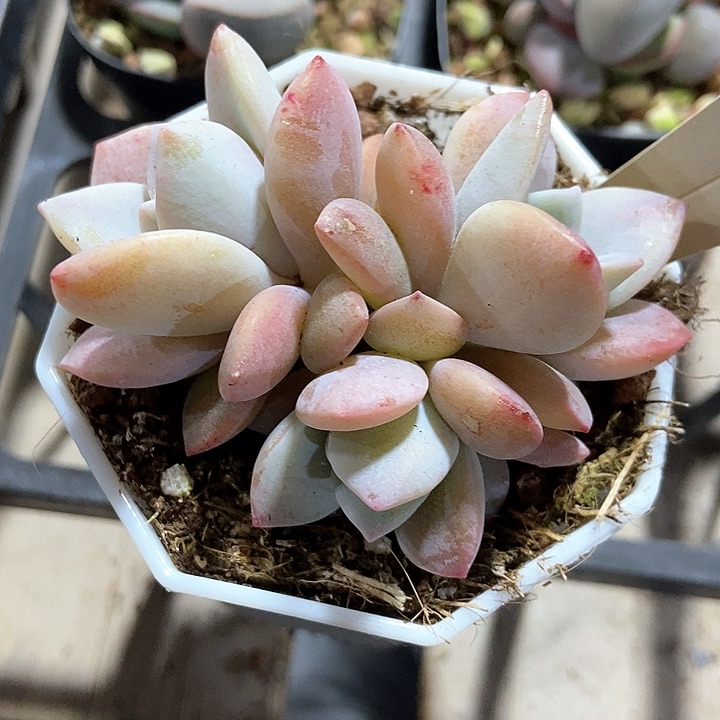 多肉植物红茶1775