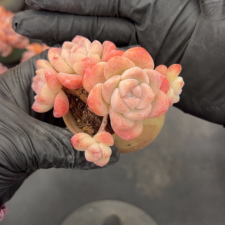 五头冰玉带盆发的时候