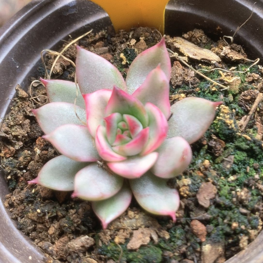 272野马锦锦锦锦锦锦锦