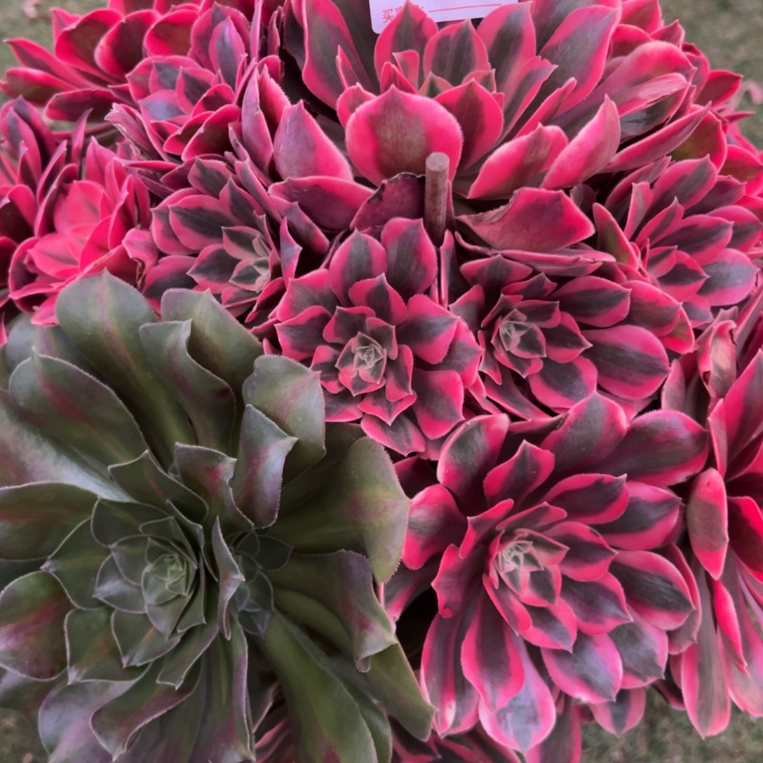 327，多肉植物法师