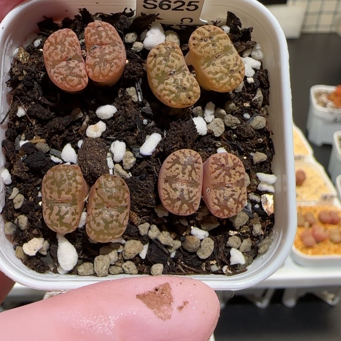 肉锥多肉植物百科26-鸟哈尼一盆875