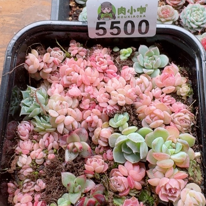 多肉植物多肉植物