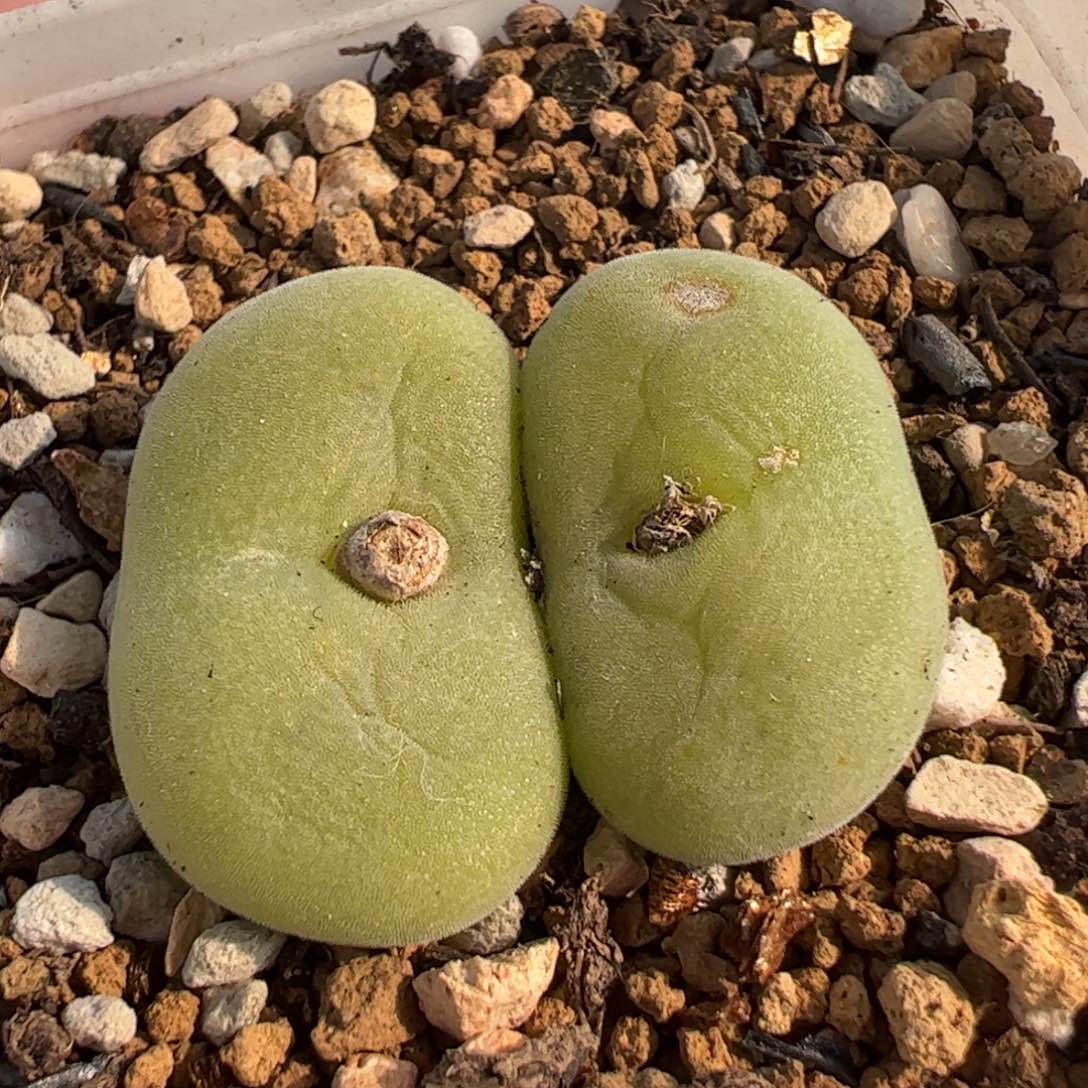 182多肉植物百科