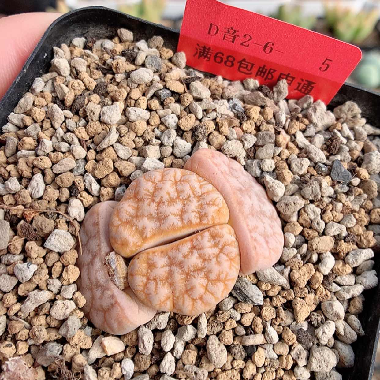 【闪购商品】2-6-5 拿铁一颗 25