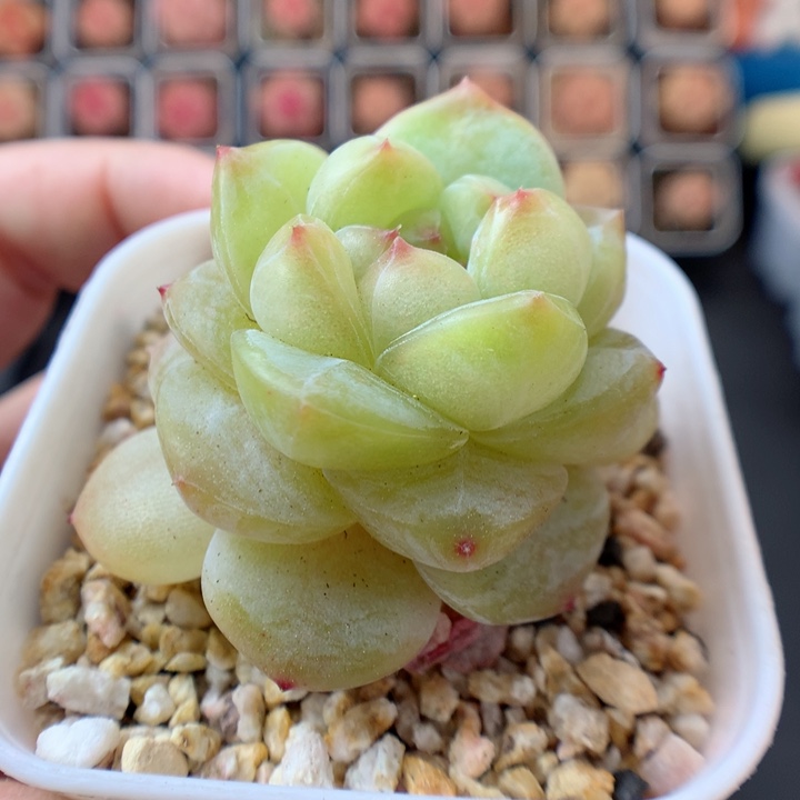 一物一拍精品多肉。  糖心 111